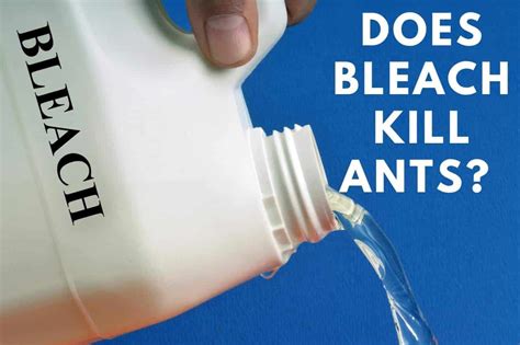 Does bleach kill ants. Things To Know About Does bleach kill ants. 